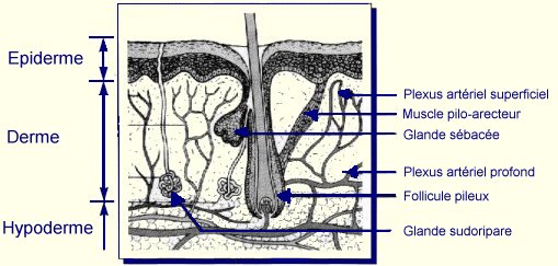 
Structure de la peau
