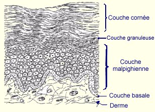 
Structure de l'épiderme
