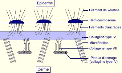 
Schéma de la Jonction Dermo-épidermique
