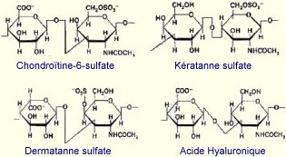 
Structure des glycosaminoglycannes
