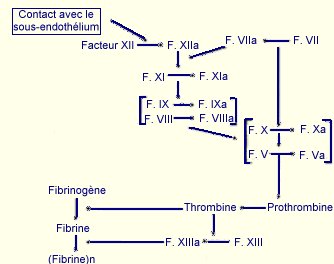 
Coagulation
